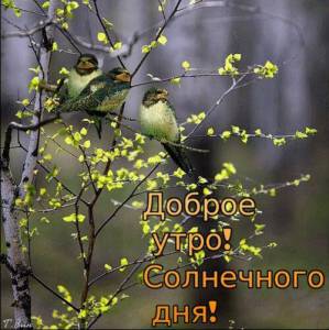 utro-den-pozhelanie-dobrogo-blagoslovennogo-utra-dobroe-utro-blagoslovennogo-dnya-flowers.thumb.jpeg.37811ee74b9adce2c3515c4cd93fb15c.jpeg