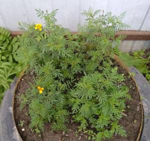 1.thumb.JPG.ec994b5f5e8bcb2e0c586c374e3cdb12.JPG