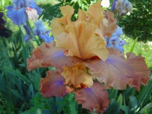 DSC04026~2.JPG
