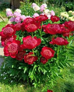 IMG20260609102327~2.jpg