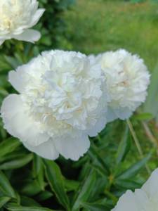 IMG20260612141559~2.jpg
