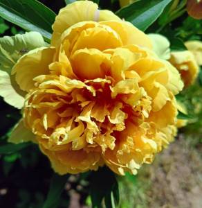 IMG20260621115608~2.jpg
