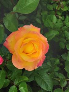 20260604_181059.jpg