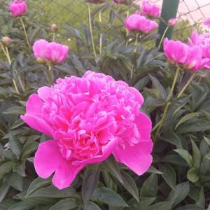 20260611_200816.thumb.jpg.7bed8492e84c61f978bc8fff8a43fec9.jpg