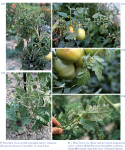 905704542_PotatovirusY(PVY)(necroticstrain).thumb.png.98ba9fae71f923655f7e37578679abed.png