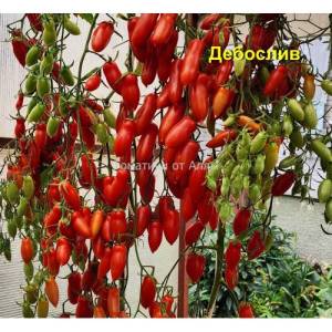 Debosliv-500x500.jpg