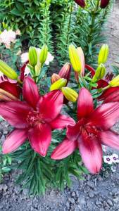 IMG20260621194444.thumb.jpg.14a71c4b95abe8a96fc004247bb30803.jpg