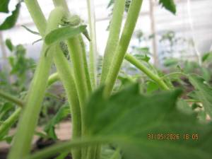 IMG_1375.JPG