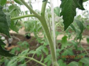 IMG_1379.thumb.JPG.e57887087c0063f422dc517dbc03eb4a.JPG