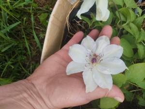 IMG_20260527_112832.jpg