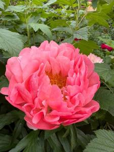 IMG_20260604_191616_380.jpg