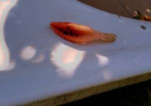 IMG_20260607_092717_155.jpg