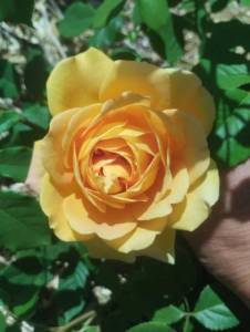 IMG_20260607_113534.jpg