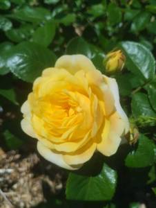 IMG_20260607_113556.jpg