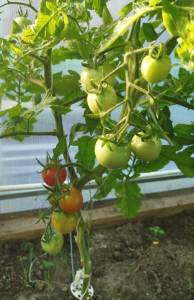 IMG_20260609_063725.jpg