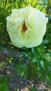 IMG_20260610_084950.thumb.jpg.d7226f2c7efb5e273532e5f4d1754f83.jpg