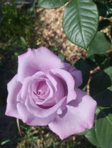 IMG_20260611_084059.jpg