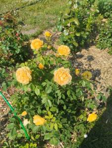 IMG_20260611_084244.jpg