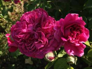IMG_20260613_072246.thumb.jpg.06b17dbaa87c4cb40ada9adb36eb7814.jpg