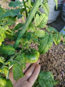 IMG_20260613_183748.jpg