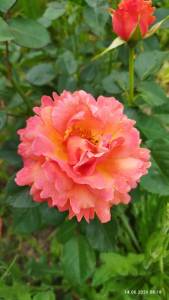 IMG_20260614_081858.thumb.jpg.3c86842acf7bc42fc1d33b4bbc5ebe33.jpg