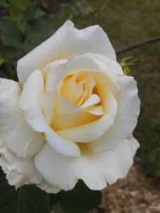 IMG_20260614_162338.jpg
