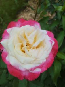 IMG_20260614_162453.jpg