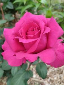 IMG_20260614_162639.jpg