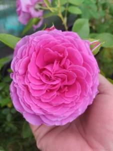 IMG_20260614_162753.jpg