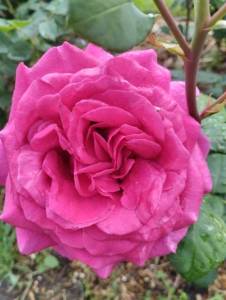 IMG_20260617_084844_1.jpg
