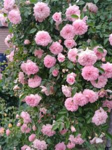 IMG_20260617_205007_163.thumb.jpg.b671da9d564c33b9943862bfe24a99f6.jpg