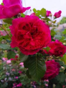 IMG_20260617_205029_339.thumb.jpg.c8dc97a1669dbe9410b6d9f18cf569fe.jpg