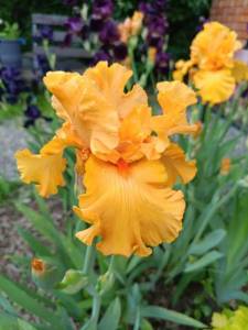 IMG_20260617_205059_585.thumb.jpg.97b0c8e3387373594e03cad7db376a63.jpg