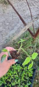 IMG_20260618_122534_516.jpg