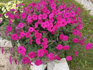IMG_20260618_130230.thumb.jpg.91b037135d96b6593e60208e987ff0f1.jpg