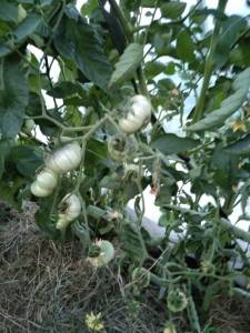 IMG_20260618_200956.jpg