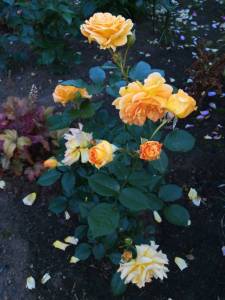 IMG_20260621_192133.thumb.jpg.7528be81aebce1def0e30c68b3514c6c.jpg