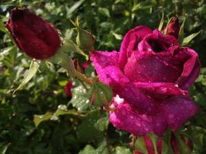 IMG_20260622_171235.thumb.jpg.ae4cff234188f38ac01690180b319f52.jpg