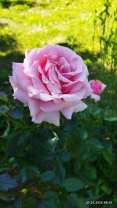 IMG_20260623_084306.thumb.jpg.18f206dbcd0353aa6c8e398b6b26b0ce.jpg