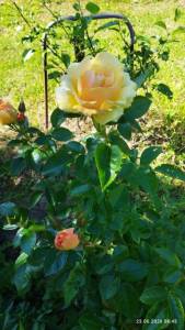 IMG_20260623_084314.thumb.jpg.573e5c10f646c09b4db38e5608cc16c9.jpg