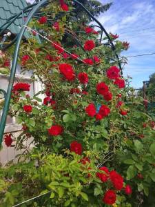 IMG_20260624_090450_487.thumb.jpg.87598f7e915a8e2994894174f75b0ab4.jpg