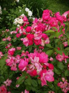 IMG_20260627_180830.thumb.jpg.c017e832a551b8ac8e9f67ca9d9ab1e7.jpg