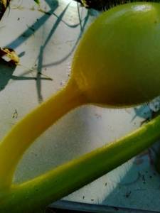 IMG_20260629_071511_535.jpg