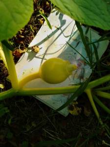 IMG_20260629_071518_151.jpg