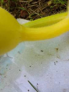 IMG_20260629_071535_488.jpg