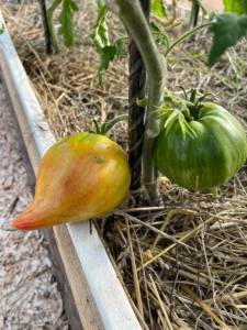 IMG_2556.jpeg