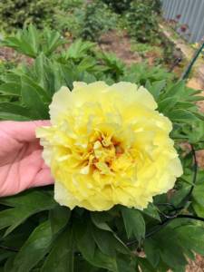 IMG_8943.jpeg