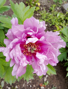 image.thumb.png.18a97608253a078cbe21d97c7b5fb6f4.png