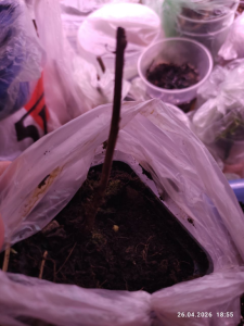 image.thumb.png.d868bdf8e1581129d3176c77d47da3c1.png