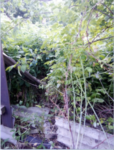 image.thumb.png.fd2ce87ead4d2d5d2d9bcc05c50858fb.png